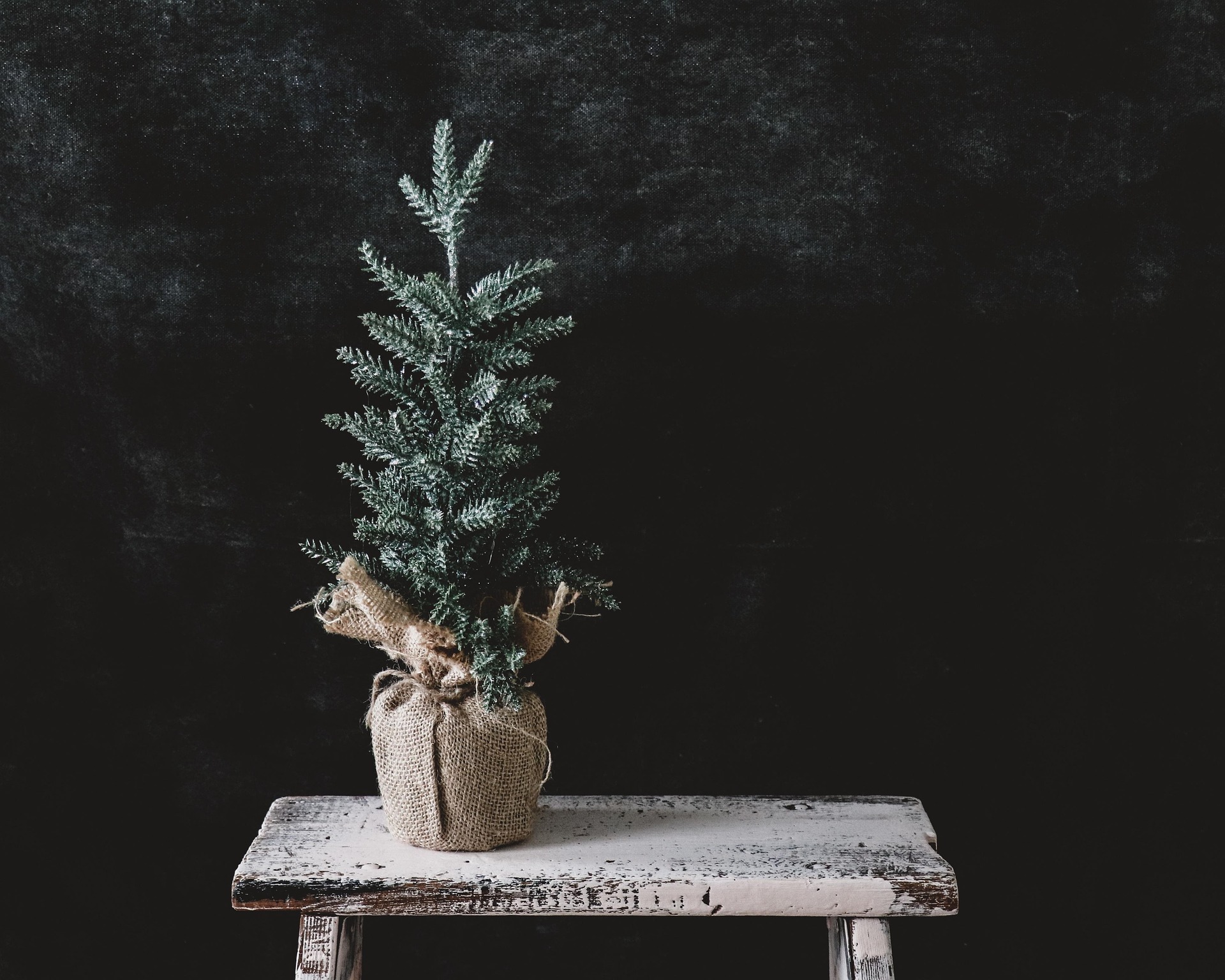 47433ab51cfb38d9c48833cad19f52a4 little decorative tree